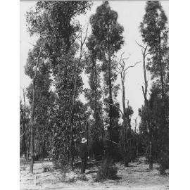 Land clearing - one man standing looking at original trees [Hawkesbury Agricultural College (HAC)]