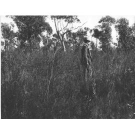 Land clearing - original plant cover [Hawkesbury Agricultural College (HAC)]