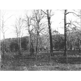 Land clearing - ring-barked trees, fenced [Hawkesbury Agricultural College (HAC)]