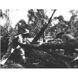 Land clearing - sawing fallen trees [Hawkesbury Agricultural College (HAC)]