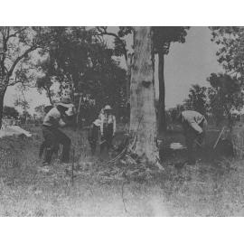 Practical Instruction on Grubbing [Hawkesbury Agricultural College (HAC)]