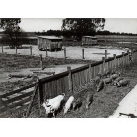Young pigs in a yard [Hawkesbury Agricultural College (HAC)]