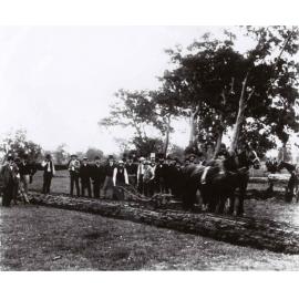 Mr Sydney Smith turning first furrow in College, 1891 [Hawkesbury Agricultural College (HAC)] - Print 2 of 3 - Cropped
