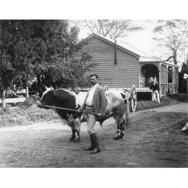 Bull, 'Warrior' - held by Berry Drinan [Hawkesbury Agricultural College (HAC)]