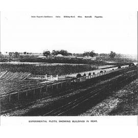 Experimental plots - showing dairy expert's residence, dairy, milking shed, silos, sawmill, piggeries in the background [Hawkesbury Agricultural College (HAC)]