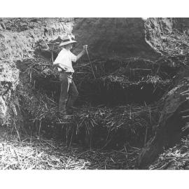 First ensilage made at the College - Student BC Lee in the Pit [Hawkesbury Agricultural College (HAC)]