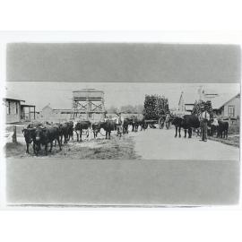 Outside the kitchen end of the Dining Hall with two bullock teams pulling carts loaded with wood (Print 1 of 10) [Hawkesbury Agricultural College (HAC)]