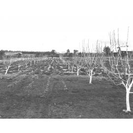 Orchard - looking towards Administration Building before construction of tower blocks [Hawkesbury Agricultural College (HAC)]