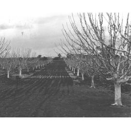 Orchard - looking towards Administration Building before construction of tower blocks [Hawkesbury Agricultural College (HAC)]
