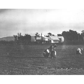Three students with instructor in a ploughed field measuring [Hawkesbury Agricultural College (HAC)]
