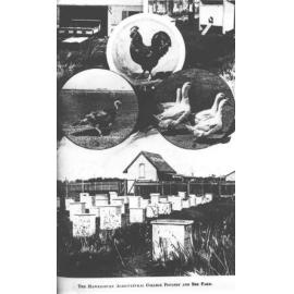 Poultry and bee farm - Composite image showing a rooster, turkey, geese, and beehives [Hawkesbury Agricultural College (HAC)]