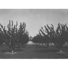 Orchard - Shipper plums - looking towards Main Building [Hawkesbury Agricultural College (HAC)]