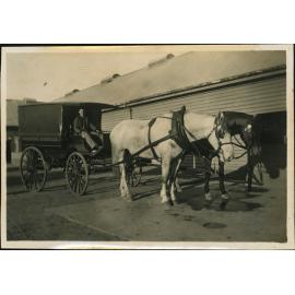 Carriage with two Horses in Stable Square [Hawkesbury Agricultural College (HAC)]