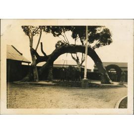 Glenelg (South Australia) - The Old Gum Tree