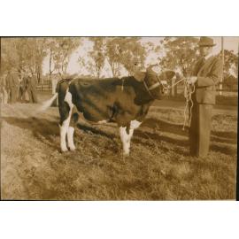 Government Imported Fresian Bull at Hawkesbury Agricultural College (HAC)