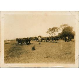 College Students in Uniform of the 4th Cavalry Mobile Veterinary Section [Hawkesbury Agricultural College (HAC)]