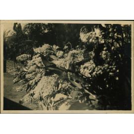 Gardens at Alne Banks (Gerringong)