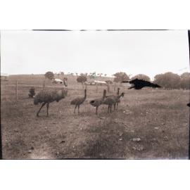 Emus