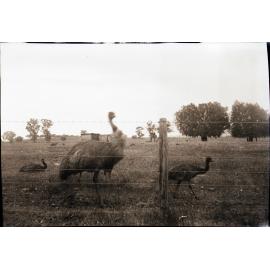 Emus