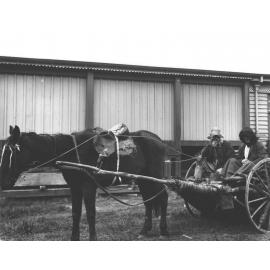 Empire Day - Students dressed up - Sitting in a cart drawn by one horse [Hawkesbury Agricultural College (HAC)]