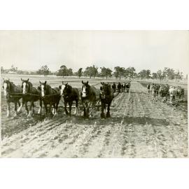 HAC horses - 3 teams of horses