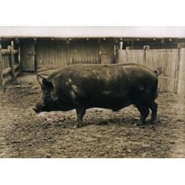 Pig - Tamworth Boar [Hawkesbury Agricultural College (HAC)]