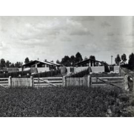 Piggery - the concrete pens [Hawkesbury Agricultural College (HAC)]