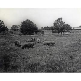 Piggery - Grazing paddocks and shelter shed [Hawkesbury Agricultural College (HAC)]
