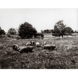 Piggery - Grazing paddocks and shelter shed [Hawkesbury Agricultural College (HAC)]