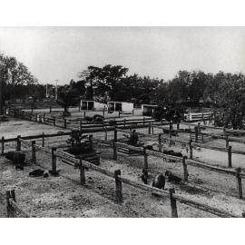 Piggery - sheds and yards [Hawkesbury Agricultural College (HAC)]