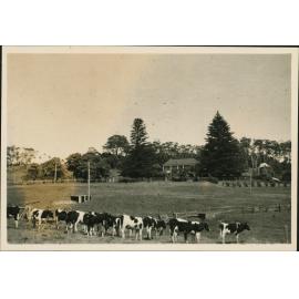 Dairy herd at Alne Bank (Gerringong)