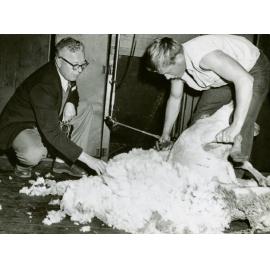 Shearing Shed (interior) - Student shearing sheep with mechanical shears [Hawkesbury Agricultural College (HAC)]