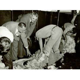 Shearing Shed (interior) - Students shearing sheep with mechanical shears [Hawkesbury Agricultural College (HAC)]