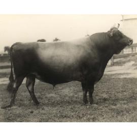 Dairy bull: 'Diamond King' (Print 3 of 3) [Hawkesbury Agricultural College (HAC)]