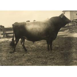 Dairy bull: 'Diamond King' (Print 2 of 3) [Hawkesbury Agricultural College (HAC)]