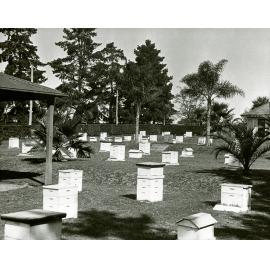 Apiary buildings and hives [Hawkesbury Agricultural College (HAC)] - Print 1 of 2