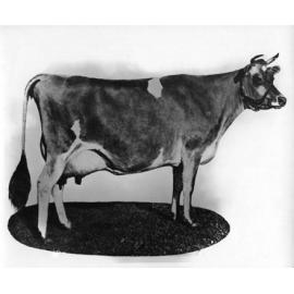 Dairy cow - ‘Richmond Nanette’ [Hawkesbury Agricultural College (HAC)]