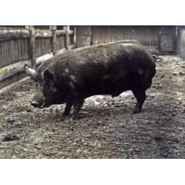 Pig - Tamworth Boar [Hawkesbury Agricultural College (HAC)]