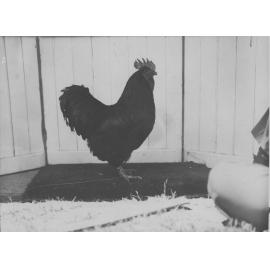 Poultry - Black Orpington Cockerel [Hawkesbury Agricultural College (HAC)]