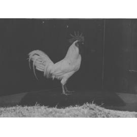 Poultry - White Leghorn Cockerel [Hawkesbury Agricultural College (HAC)]