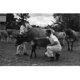Dairy cow: ‘Warbler’ (a Jersey cow) - being examined by students [Hawkesbury Agricultural College (HAC)]