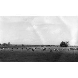 Herd of cows grazing in fields [Hawkesbury Agricultural College (HAC)]