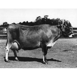 Dairy cow - 'Wagga Gladys' [Hawkesbury Agricultural College (HAC)]