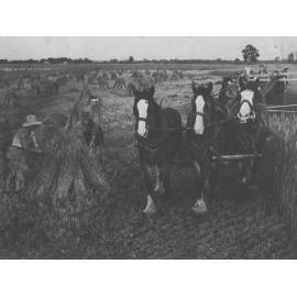 Harvesting using three-horse team - students stacking harvested hay crop into stooks [Hawkesbury Agricultural College (HAC)]