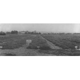 Experimental Plots: Vetch variety trial [Hawkesbury Agricultural College (HAC)]