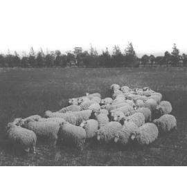 Sheep - Flock of 'Romney Marsh' (breed) in a paddock [Hawkesbury Agricultural College (HAC)]