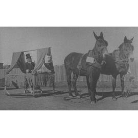 College Procession - Student dressed up, sitting in a slide, pulled by two mules [Hawkesbury Agricultural College (HAC)]