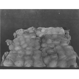 Fecundity eggs in incubator [Hawkesbury Agricultural College (HAC)]