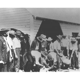 Pig Slaughtering [Hawkesbury Agricultural College (HAC)]