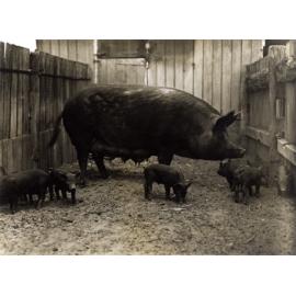 Pigs - Tamworth sow & litter [Hawkesbury Agricultural College (HAC)]